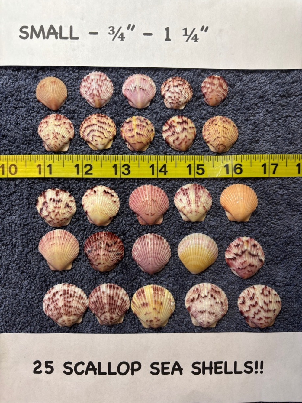 25 Sanibel Island Scallop Shells! Small Sz Assorted
Collection in multi colors.